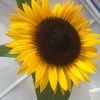 lgsunflower